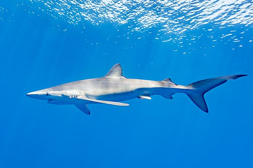 blue shark